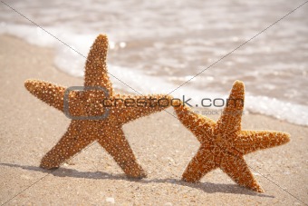 Two Starfish on The Beach