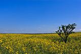 yellow flowers field