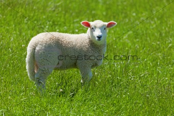 Cute little lamb