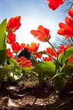 Tulips in spring