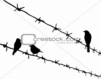 vector silhouette three birds on barbed wire