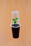 Small green sprout under plastic cup
