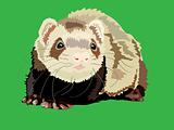 vector illustration of the ferret