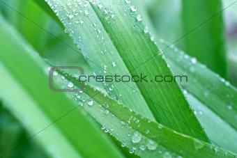 grass with drops