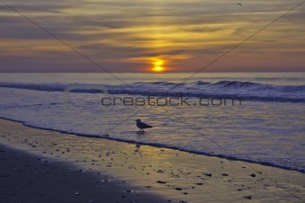 Sunrise with Gull
