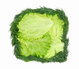 Lettuce with dill