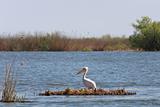 pelican in Danube Delta