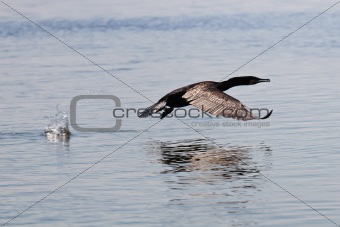 cormorant (phalacrocorax carbo ), Danube Delta, Romania