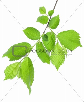 Branch of green leaves