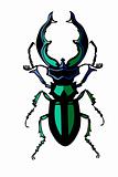 vector silhouette of the bug on white background