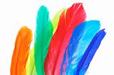 feathers of different colors