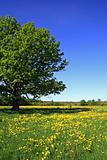 oak on field