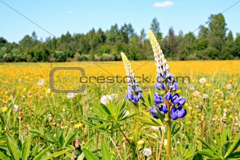 lupines on yellow field