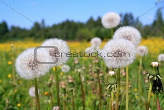 dandelions on field