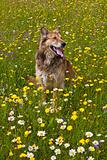 Dog in a meadow