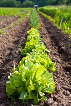 Lettuce bed