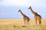 Masai Mara Giraffes