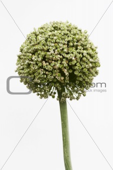 bloom of garlic
