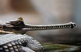Indian gavial