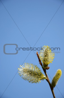 Close-up of pussy-willow