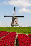Tulips and windmill
