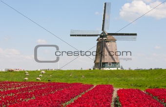 Tulips and windmill
