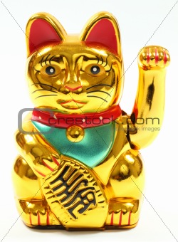 asian gold cat