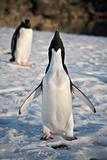 Two penguins in Antarctica 