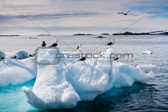 Seagulls in Antarctica