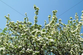 Flowering cherry on a background of blue sky