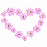 heart from pink chrysanthemum