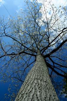 Looking up a tall tree