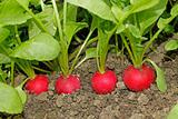 Radishes growing in soil