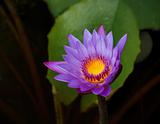 Purple lotus Landscape