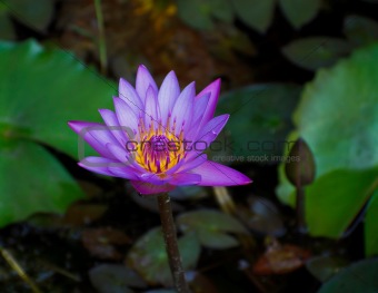 Purple lotus Landscape