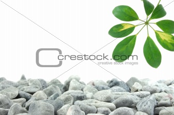 stones and leaf