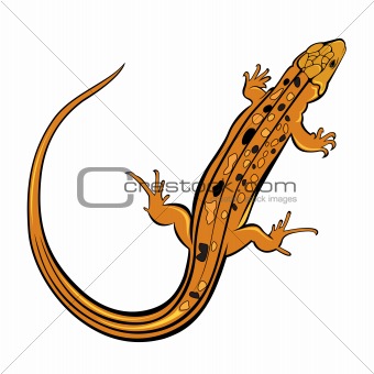 Realistic gecko lizard