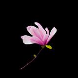 Pink magnolia flower isolated on black background
