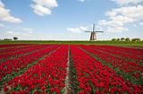 Tulips and windmill

