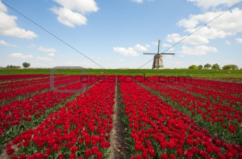 Tulips and windmill

