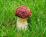 Boletus edulis. Large white mushrooms on a background of grass closeup