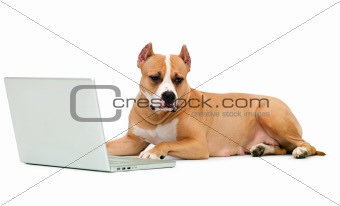 dog and a computer