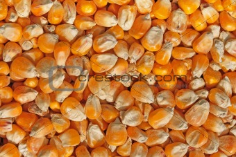 Crop of corn fodder 