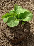 Chinese cabbage seedlings