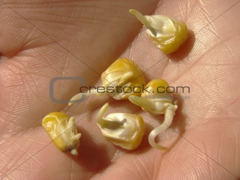 corn seeds with sprouts