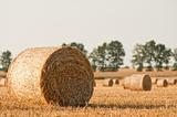 Straw rolls and wheat on summer farmer field 