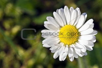 Daisy in garden