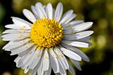Daisy with pollen