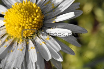 Daisy with pollen