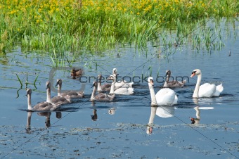 swans family swimming in water